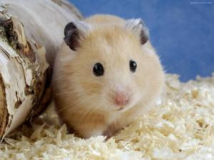 Golden hamster