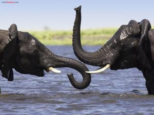 African Elephants in the Cuando River (or Kwando), Botswana