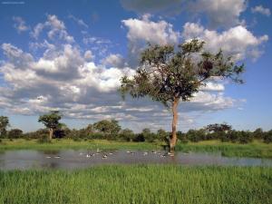 Lake in the Chobe National Park (Botswana)