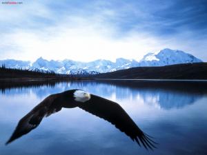 Eagle over the lake