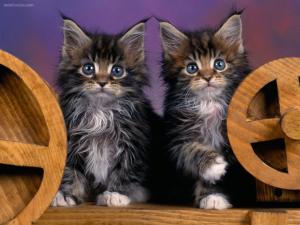Pair of kittens