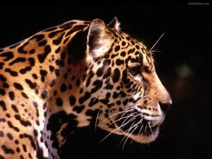 Side face leopard