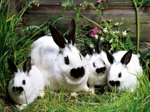 White rabbit family