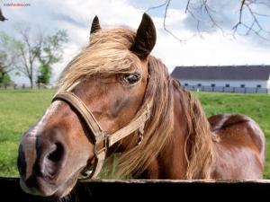 Blond horse
