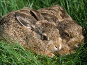Couple of hares