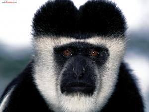 Monkey black and white