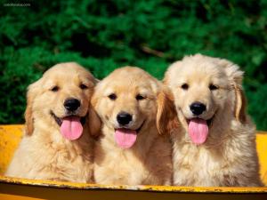 Trio canine