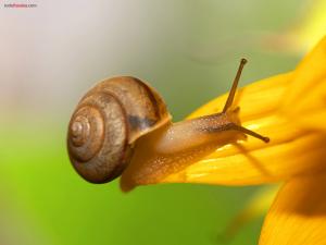 Snail on a yellow petal