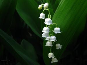 White flowers like bells