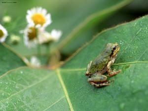 Frog on a wet leaf