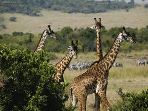 Group of giraffes with zebras in the background