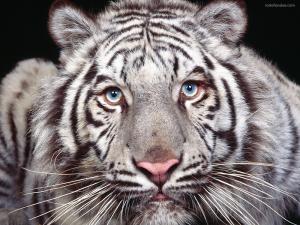 Grated white tiger