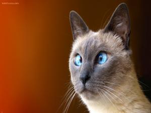 Cross-eyed cat