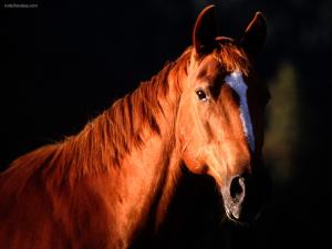 A horse looking at you