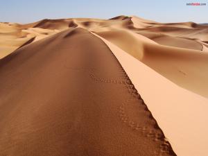 Footprints snake in the desert