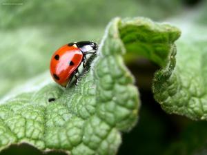 Ladybug on a leaf