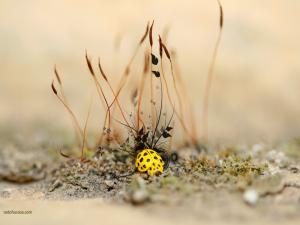 Yellow ladybug
