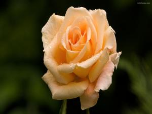 A rose of champagne color