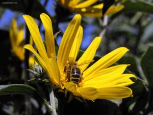 Bee inside a yellow flower