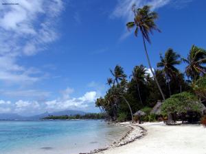 A beach of white sand and tall palm trees