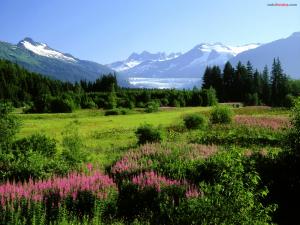 Meadow with flowers, and mountains in the background