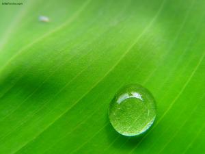 A drop of water sliding over a leaf