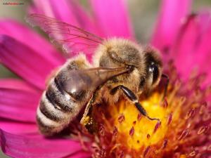 Bee extracting pollen