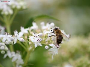 Bee feeding on white flowers