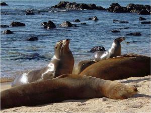 Galápagos sea lion