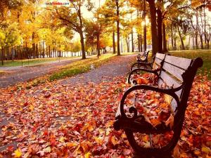 Leafs over a park bench