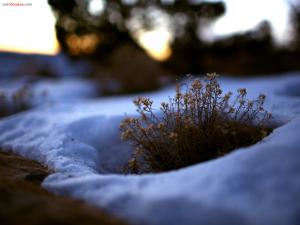 Small plant surrounded by snow