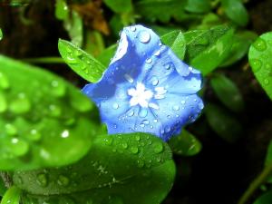 Wet flower
