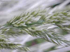 White wheat