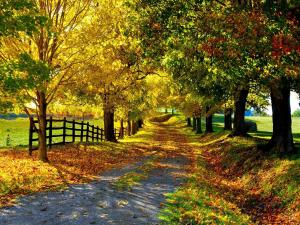 Path full of leaves