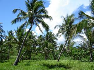 Field of palms