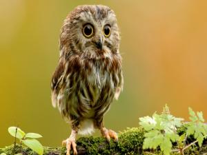 Owl baby