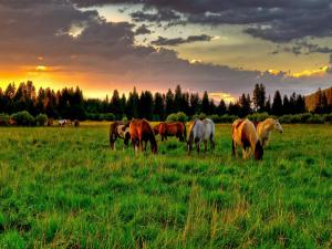 Horses grazing