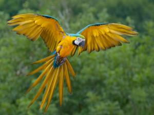 Parrot in flight