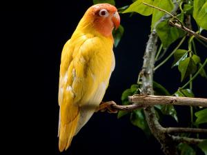 Yellow lovebird