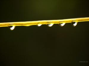 Dripping water drops