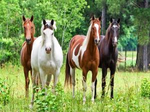 Variety of horses