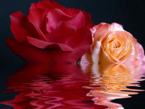 Roses over water