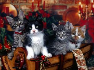 Kittens of various coat