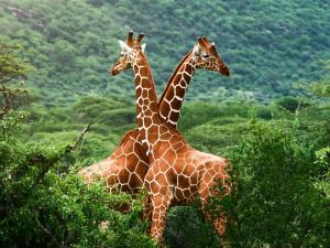Two giraffes crossed