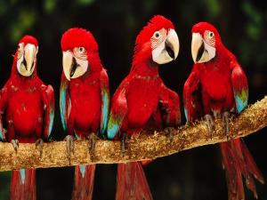 Small red parrots