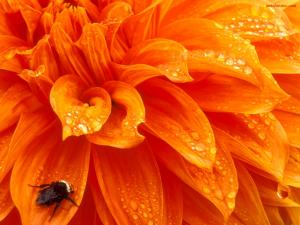 Insect in orange color flower