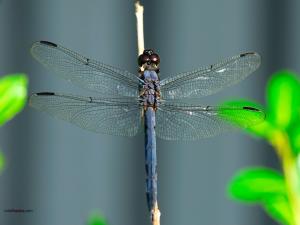 Dragonfly with purple body