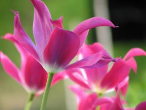 Tulips wide open