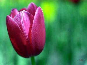 A perfect tulip