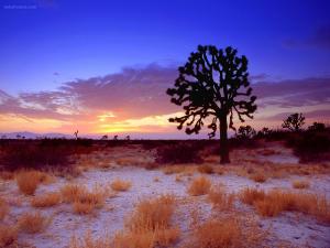 Joshua Tree Sunset, Mojave Desert, California